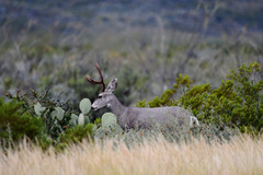 Odocoileus hemionus eremicus