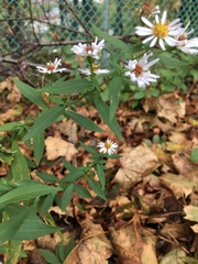 Symphyotrichum lanceolatum interior