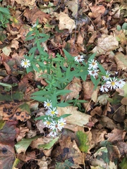 Symphyotrichum lanceolatum interior