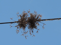 Tillandsia capillaris