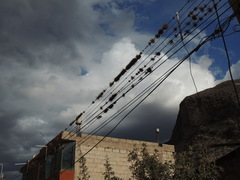 Tillandsia capillaris