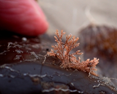 Cradoscrupocellaria reptans