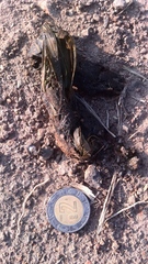 Didelphis virginiana