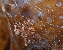 Cradoscrupocellaria reptans