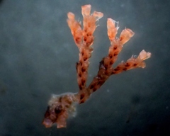 Cradoscrupocellaria reptans
