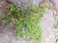 Tracheophyta