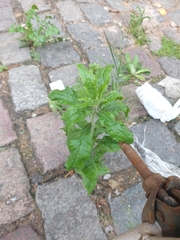 Tracheophyta