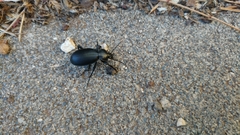 Carabus impressus