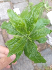Tracheophyta
