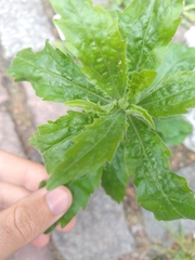 Tracheophyta