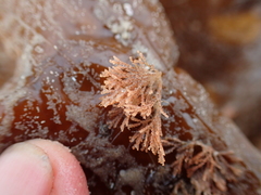 Cradoscrupocellaria reptans