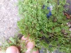 Tracheophyta