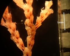Cradoscrupocellaria reptans