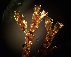 Cradoscrupocellaria reptans