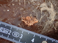 Cradoscrupocellaria reptans