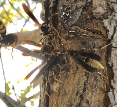 Polistes comanchus navajoe