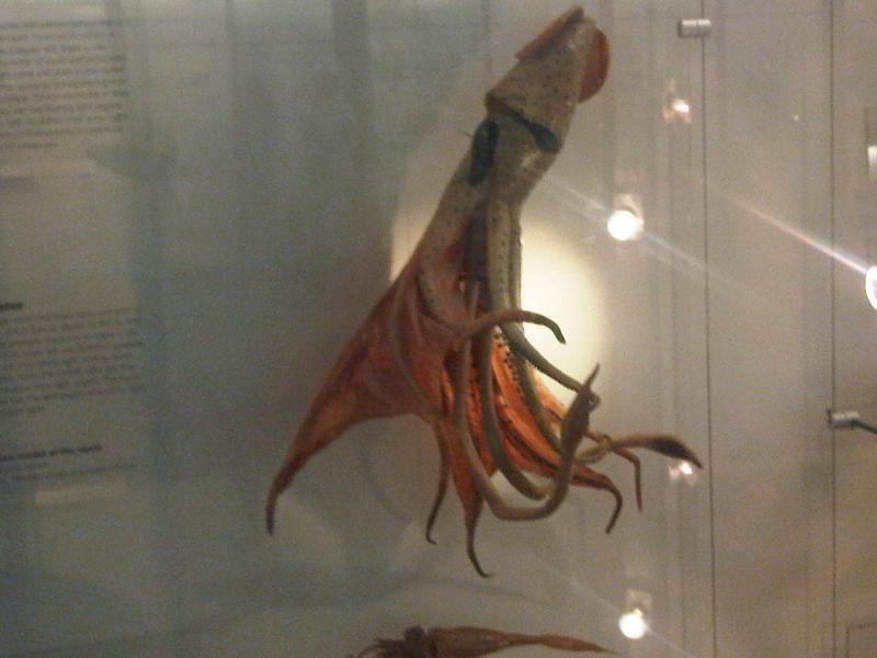 Bonnelli's jewel squid