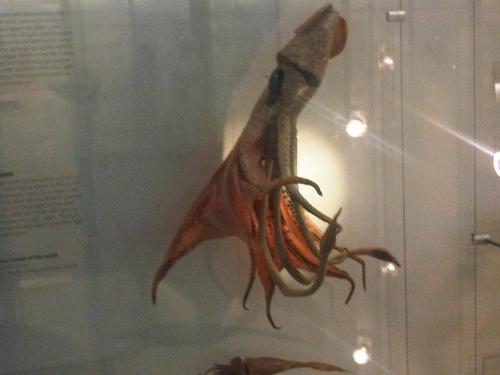 Bonnelli's jewel squid