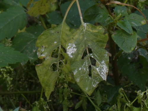 Amaranthus blitum image