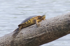 Baja California Slider photo 1