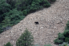 Ursus americanus eremicus