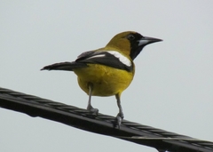 Icterus leucopteryx