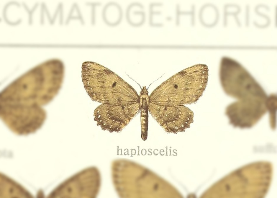 Collix haploscelis