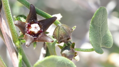 Matelea parvifolia