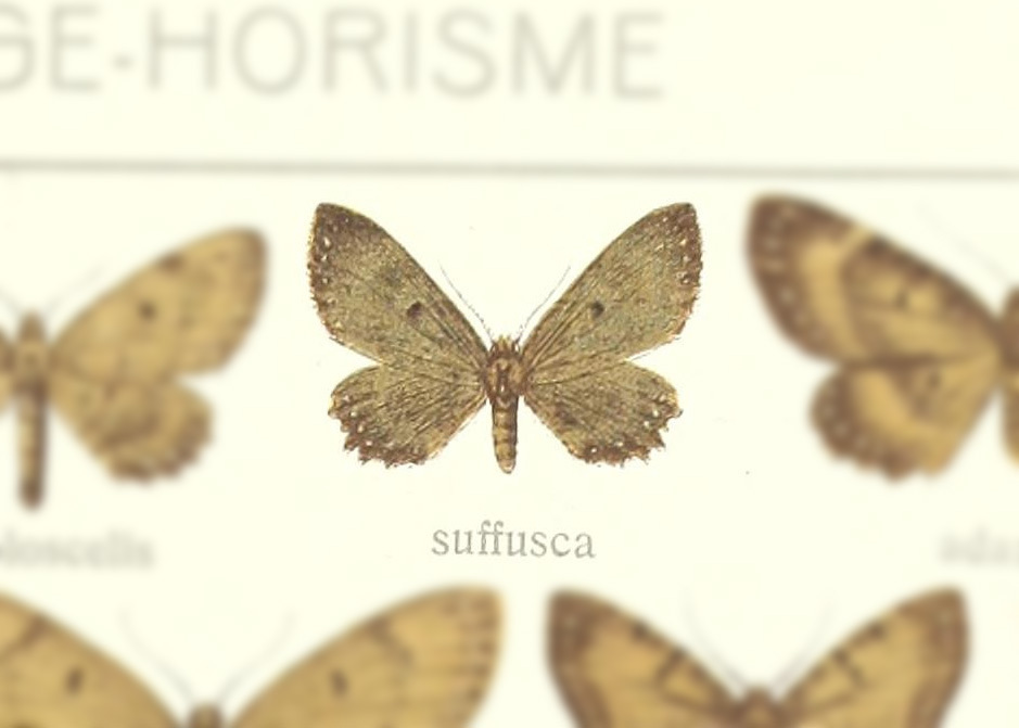 Collix suffusca