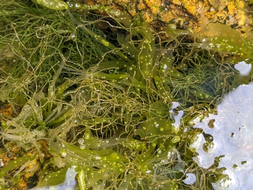 Chaetomorpha linum