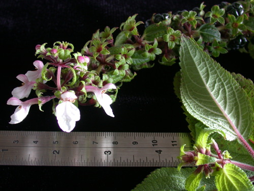 Phyllostegia renovans observed 2008-02-29