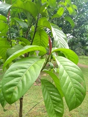 Magnolia sambuensis