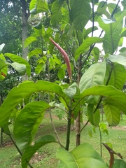 Magnolia sambuensis