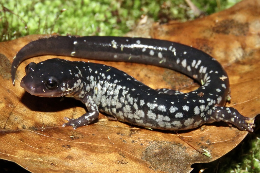 South Carolina Slimy Salamander