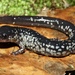 South Carolina Slimy Salamander - Photo (c) Justin Lee, some rights reserved (CC BY-NC), uploaded by Justin Lee