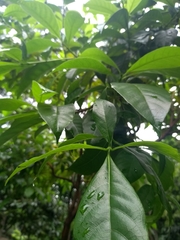 Wittmackanthus stanleyanus