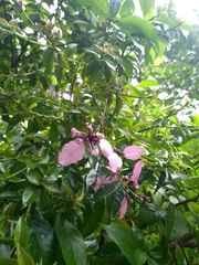 Wittmackanthus stanleyanus