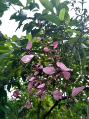 Wittmackanthus stanleyanus