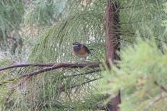 Turdus obscurus