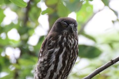 Ninox japonica