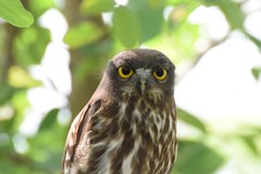 Ninox japonica