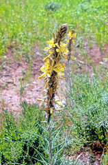 Asphodeline lutea