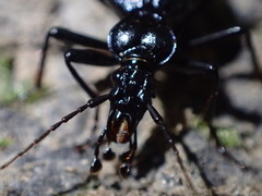 Scaphinotus cristatus