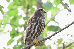 Ninox japonica