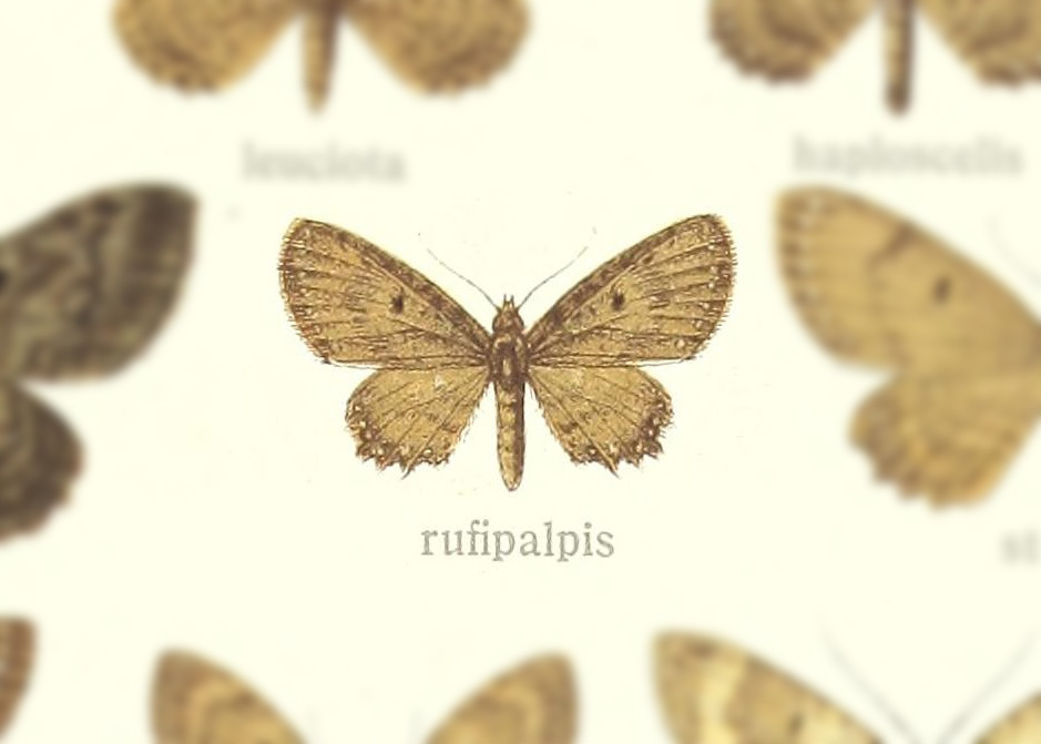 Collix rufipalpis