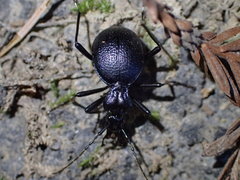 Scaphinotus cristatus