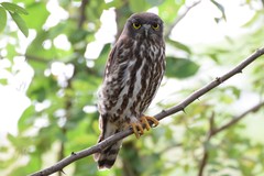 Ninox japonica