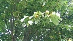 Aesculus hippocastanum