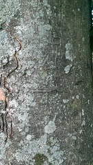 Aesculus hippocastanum