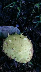 Aesculus hippocastanum